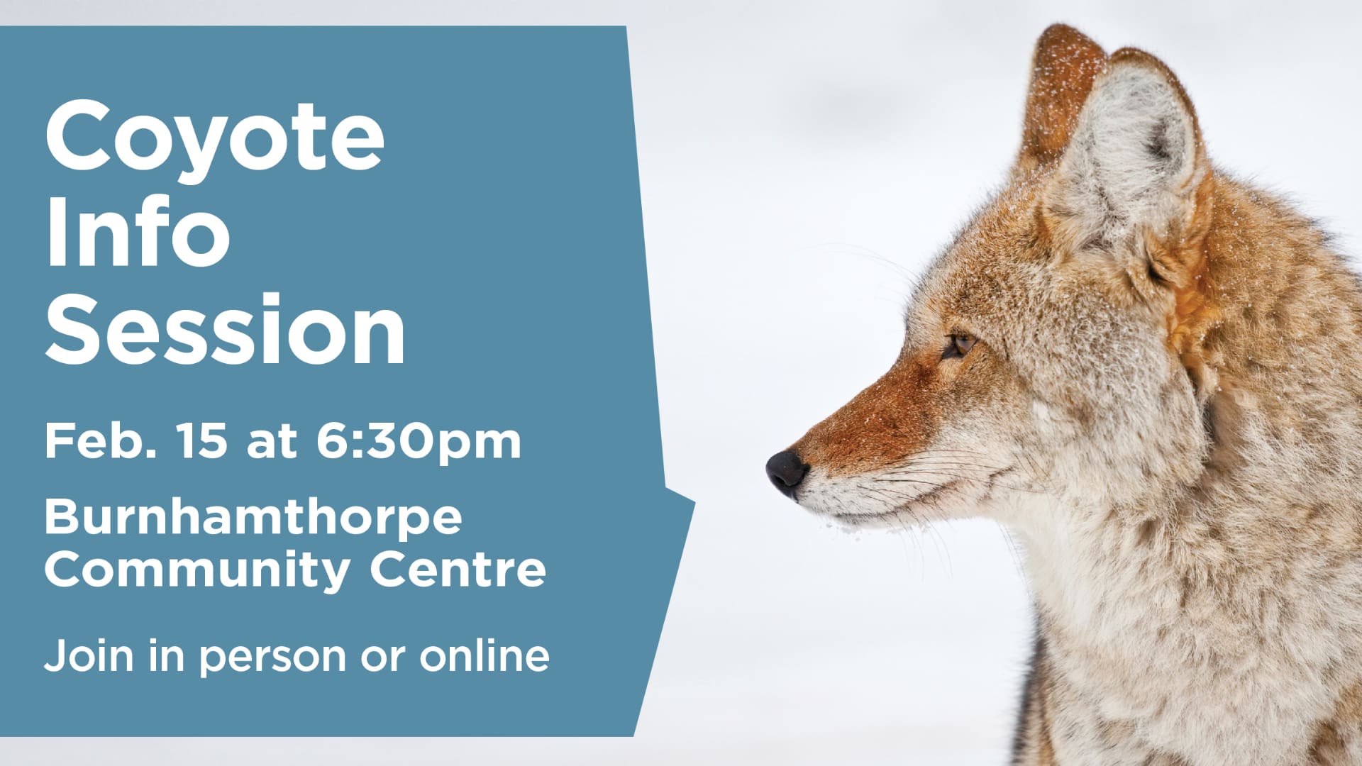 Citywide coyote information session for Mississauga residents