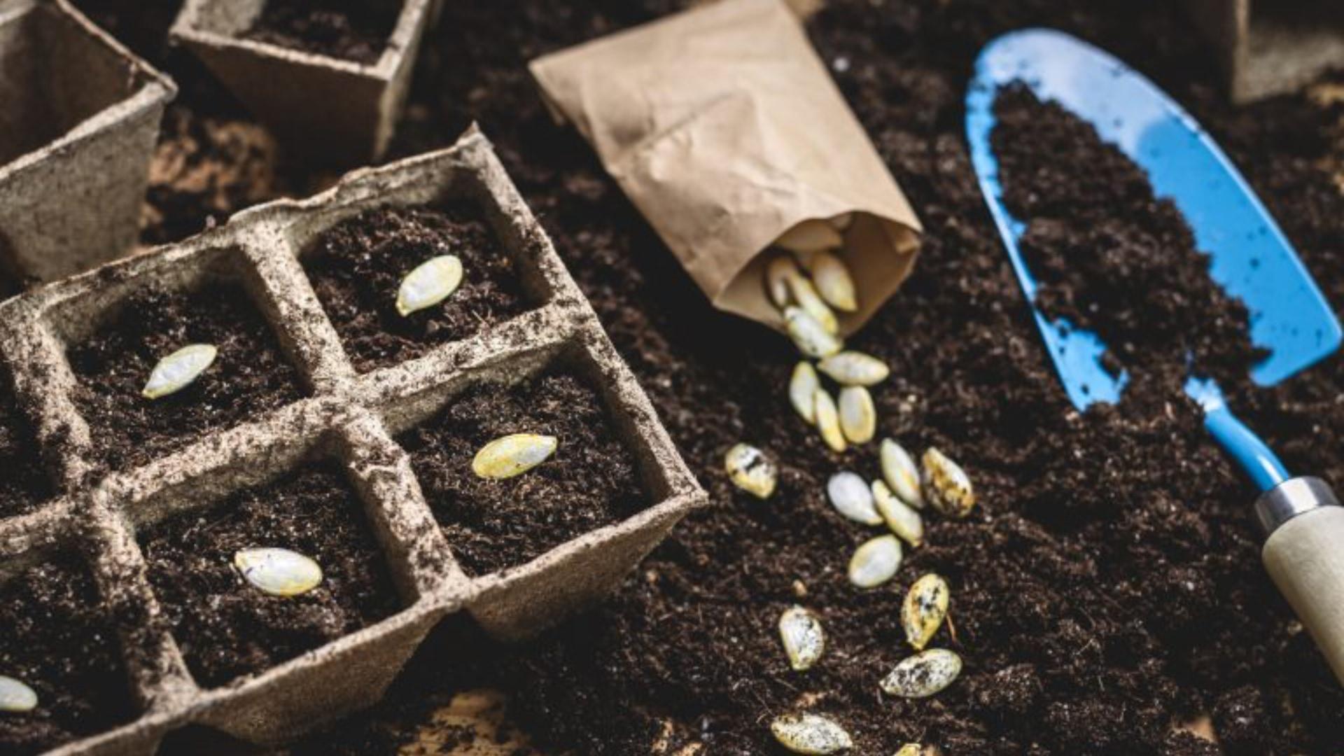 Join the 10th annual Seed Library launch and get ready to cultivate your green thumb